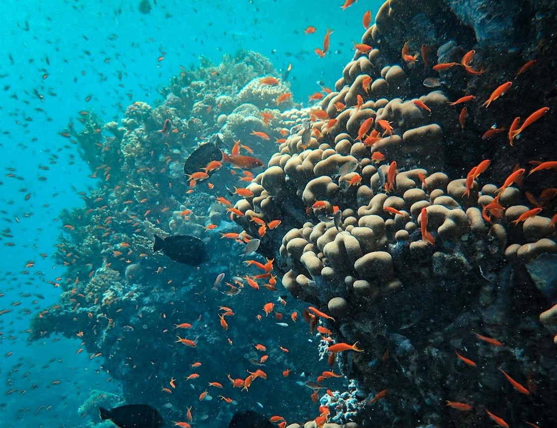 Ocean sustainability